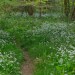 A wild garlic meandering path
