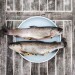 Trout on a plate